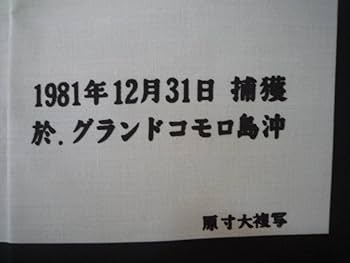 シーラカンス Safari ltd シーラカンスの置物 青 | Kidinn フィギュア